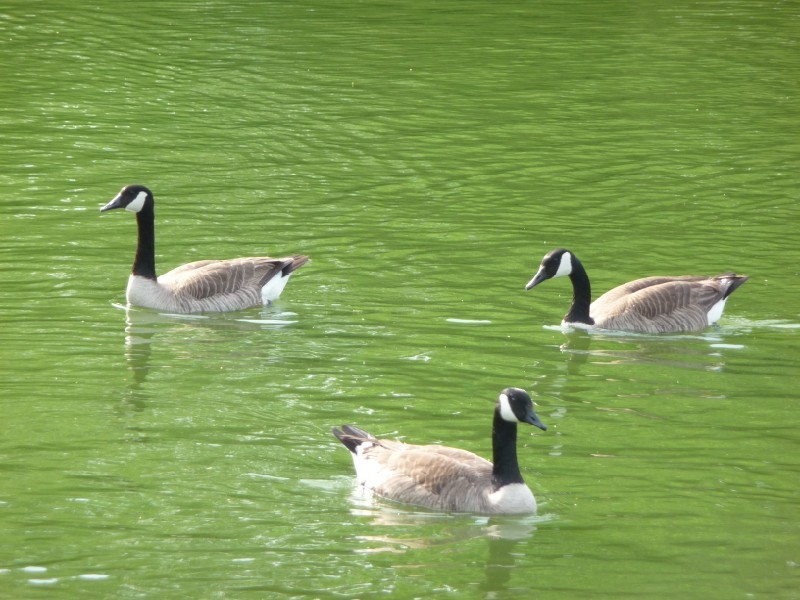 Geese (4).JPG